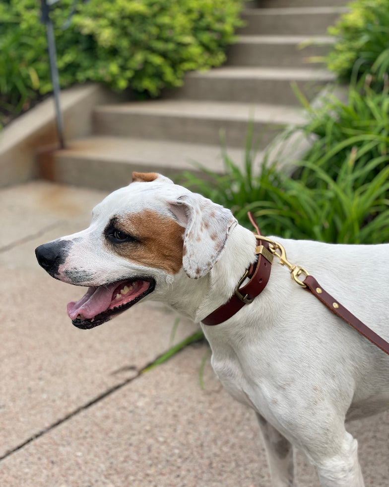 Leather Dog Collar - SALE