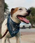 Dogs Love Bandanas Too!