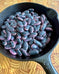 Rancho Gordo® Scarlet Runner Bean