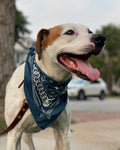 Dogs Love Bandanas Too!
